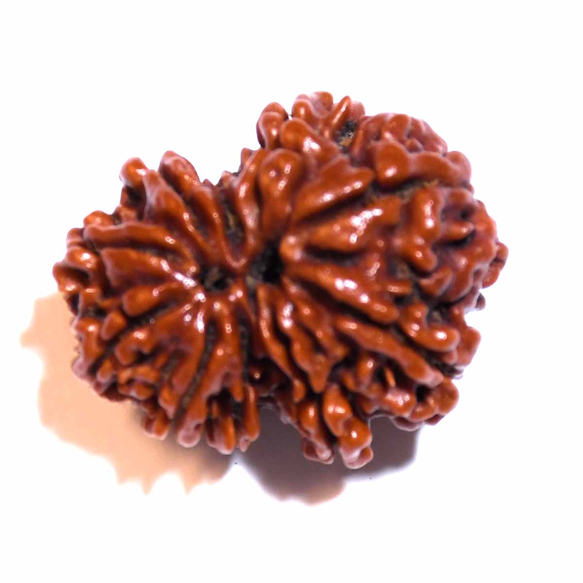 Natural Garbh Gauri Rudraksha