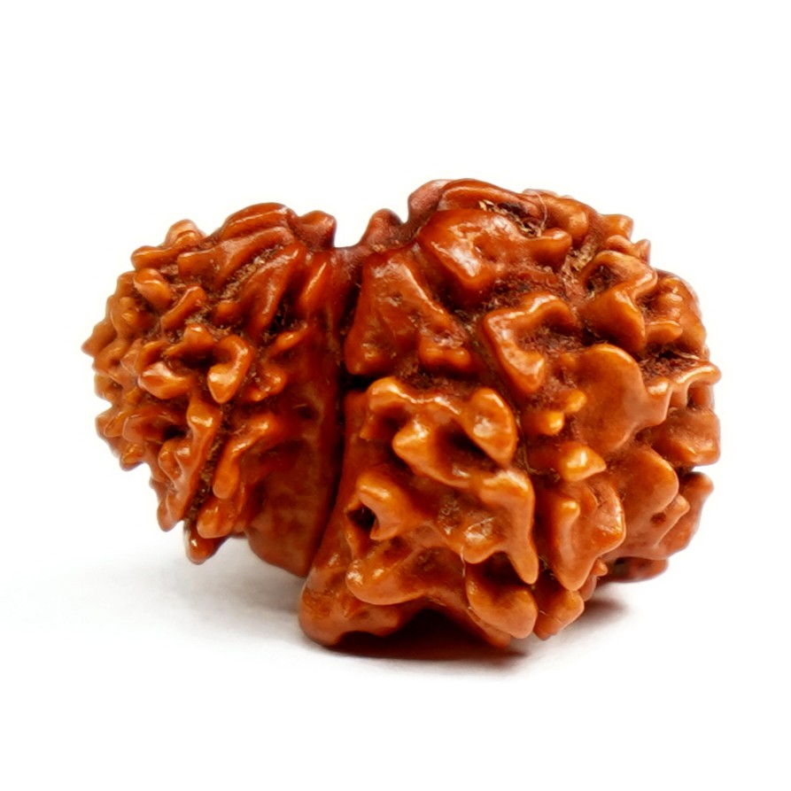 Natural Garbh Gauri Ganesh Rudraksha