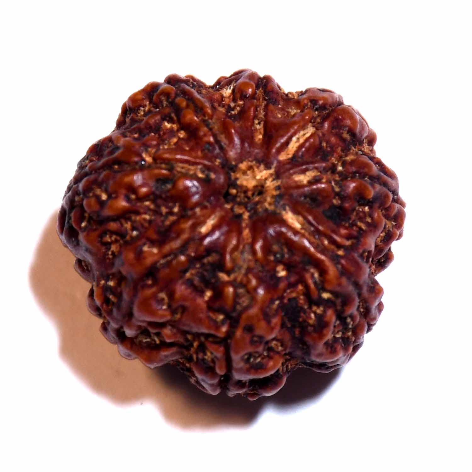 Natural 8 Mukhi/Faced Rudraksha