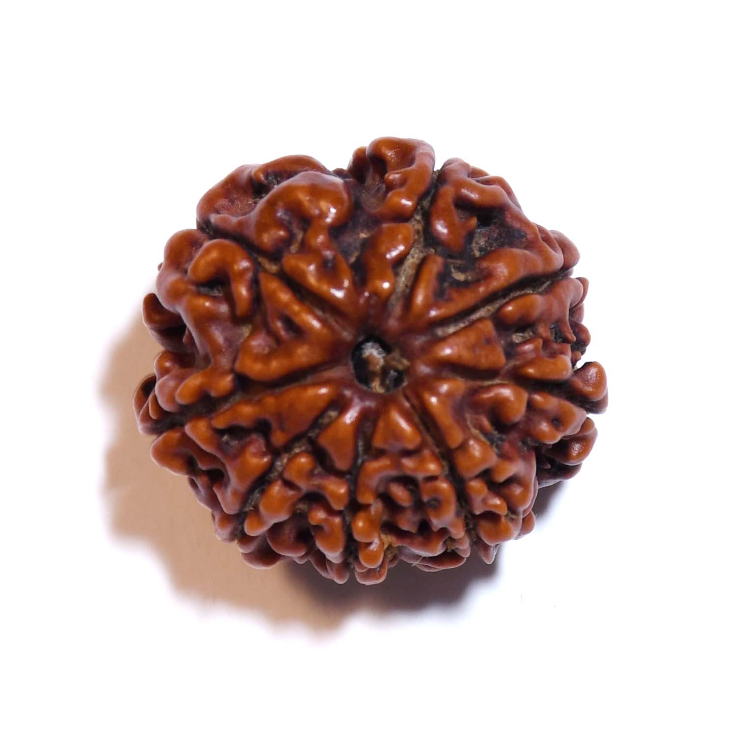 Natural 8 Mukhi/Faced Rudraksha