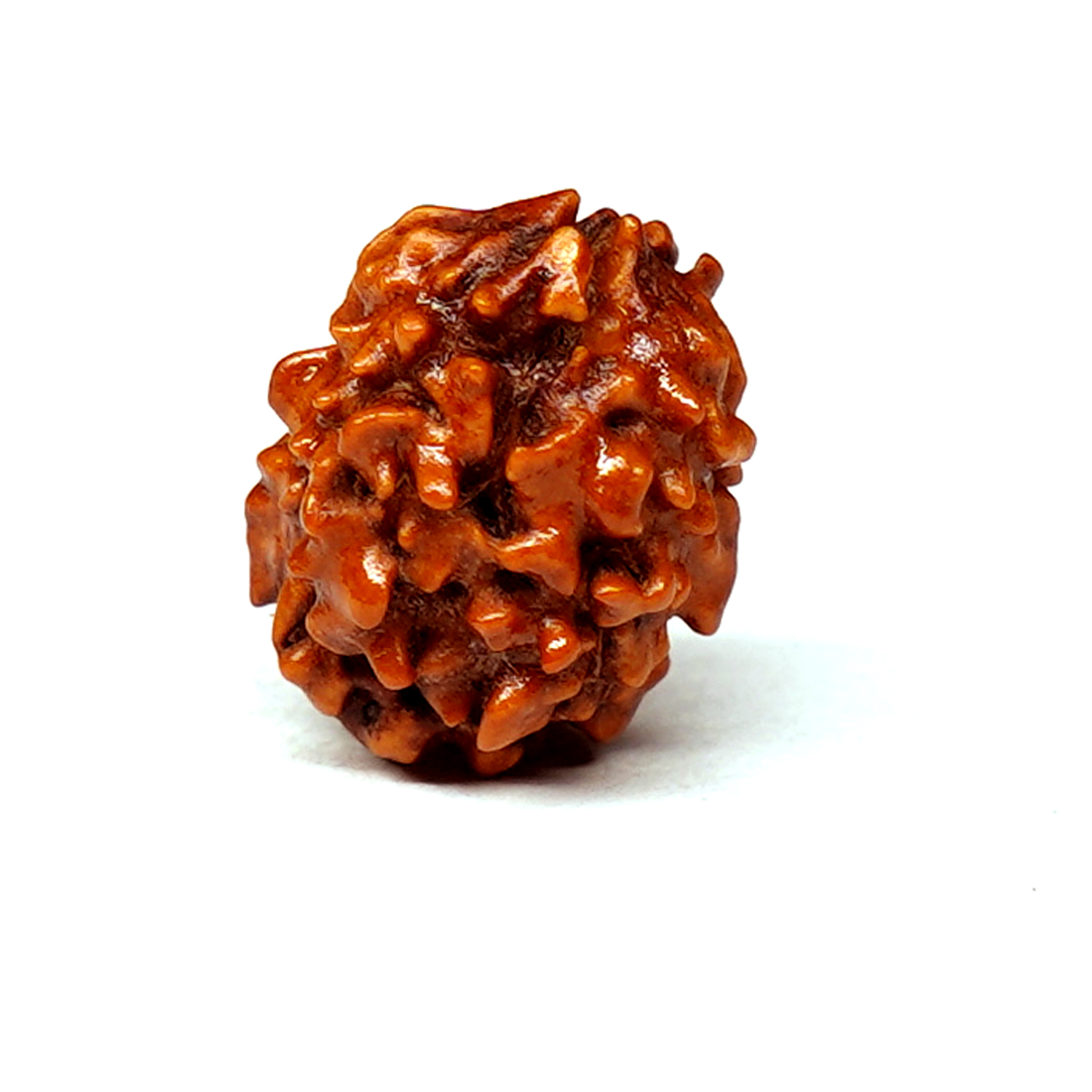 Natural 2 Mukhi/Faced Rudraksha