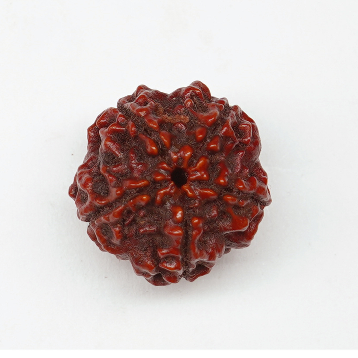 Natural 5 Mukhi/Faced Rudraksha