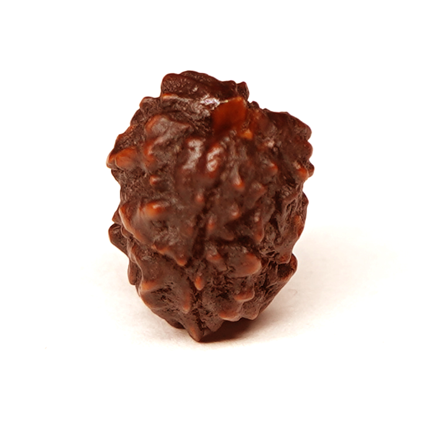 Natural 3 Mukhi/Faced Ganesh Rudraksha