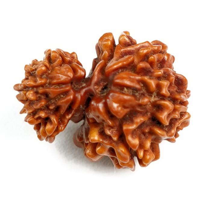 Natural Garbh Gauri Ganesh Rudraksha