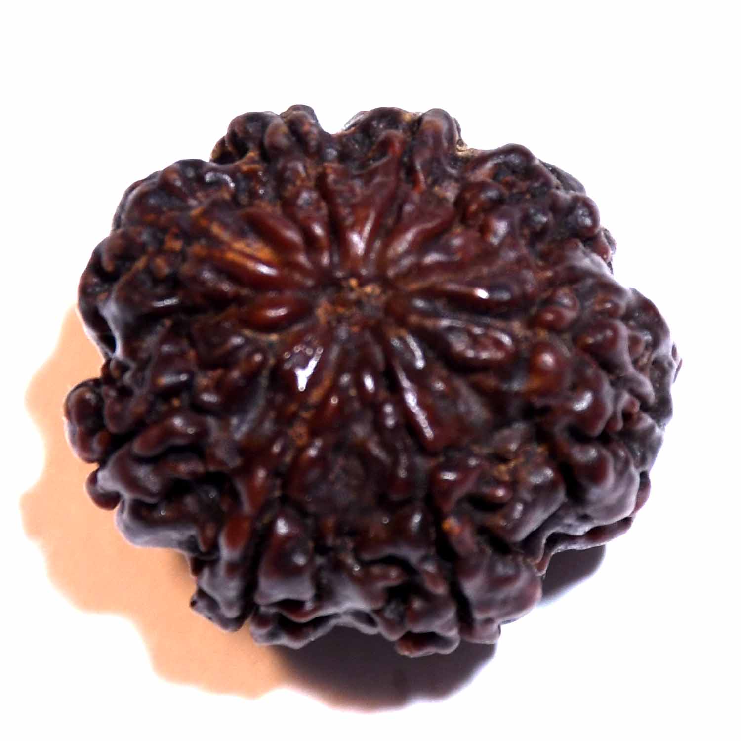 Natural 8 Mukhi/Faced Rudraksha