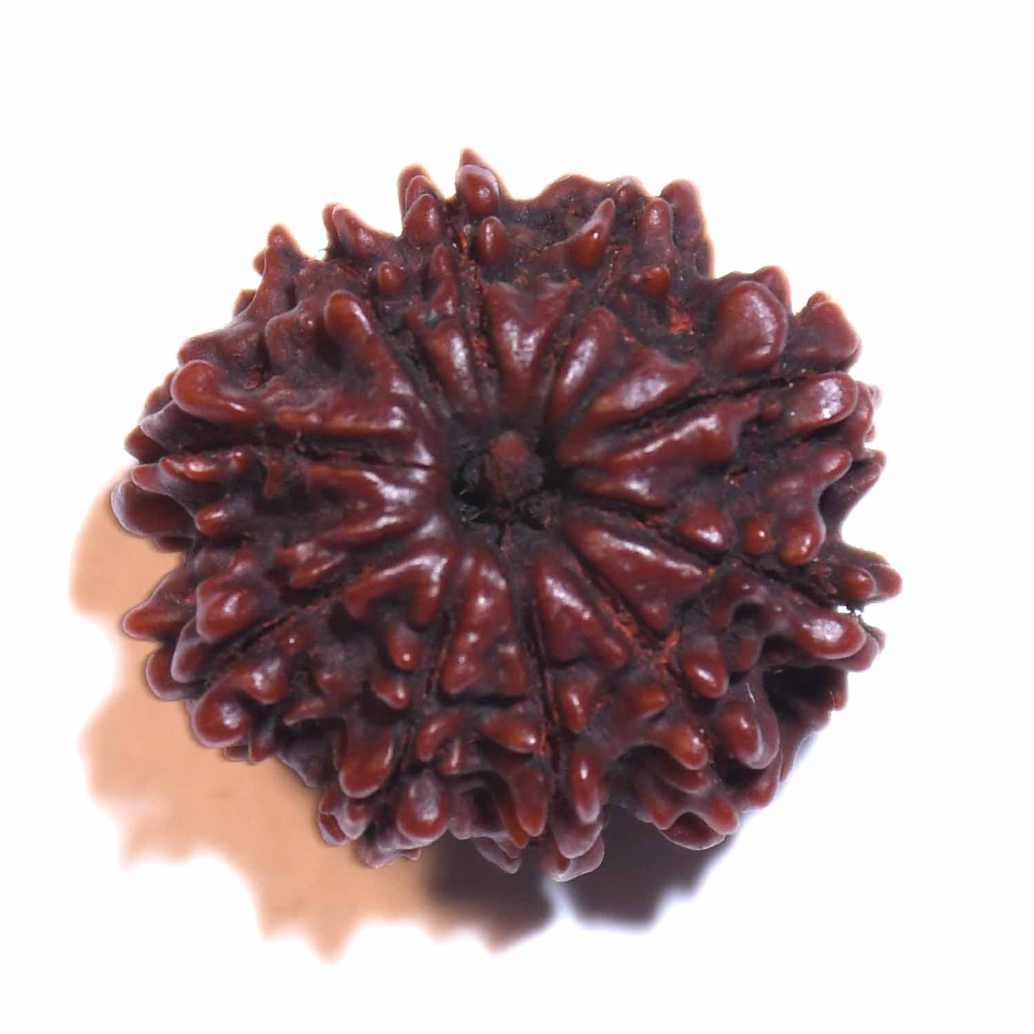 Natural 10 Mukhi/Faced Rudraksha