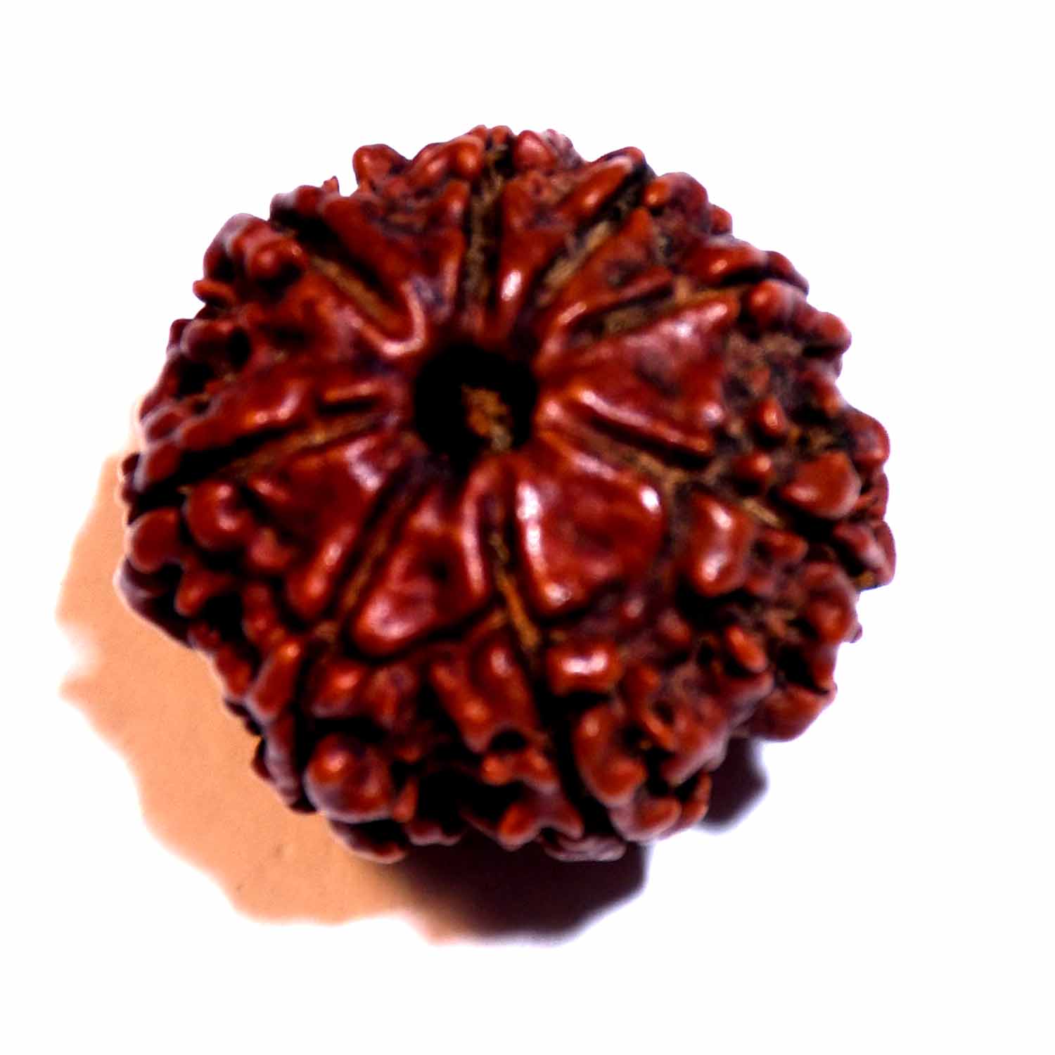 Natural 8 Mukhi/Faced Rudraksha