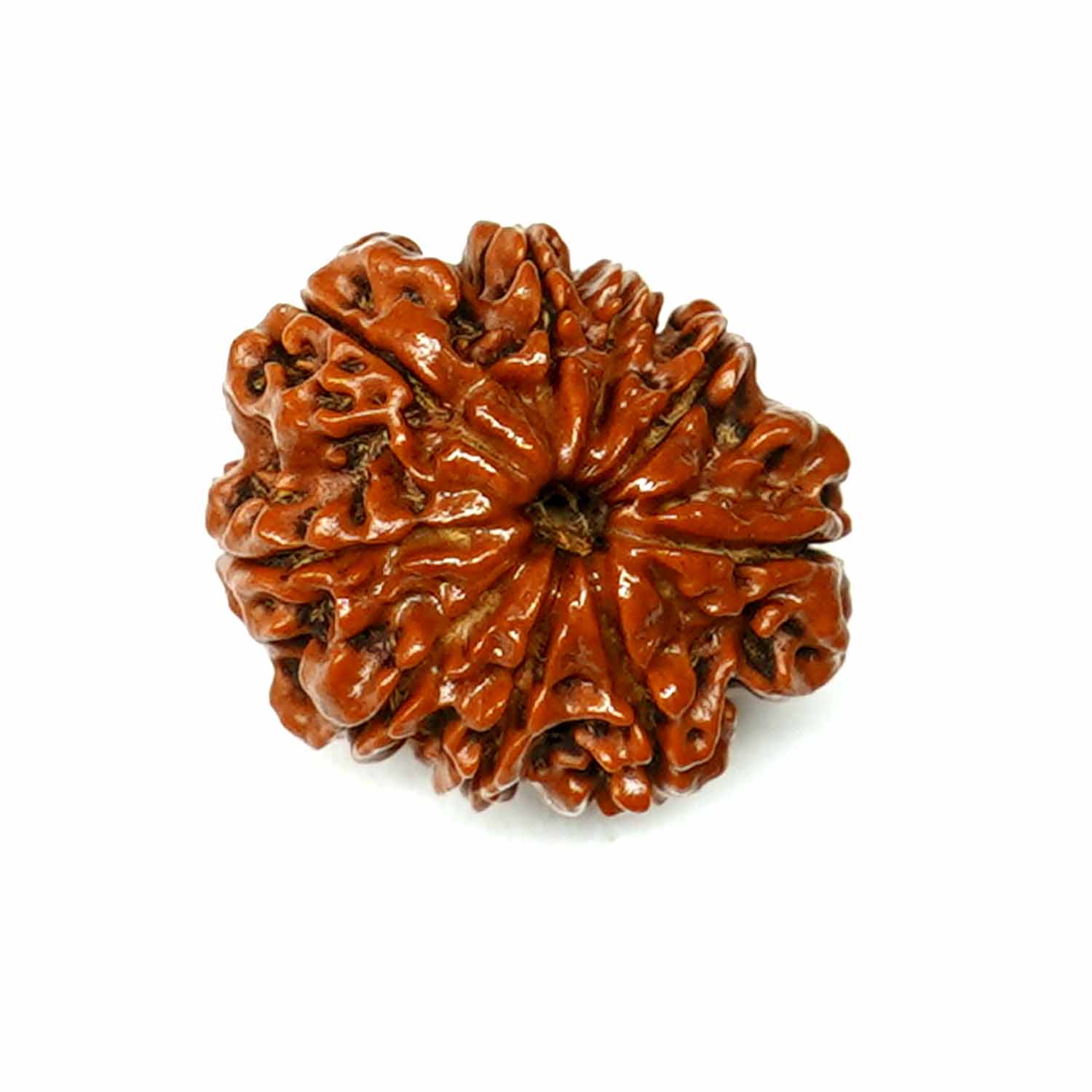 Natural 9 Mukhi/Faced Rudraksha