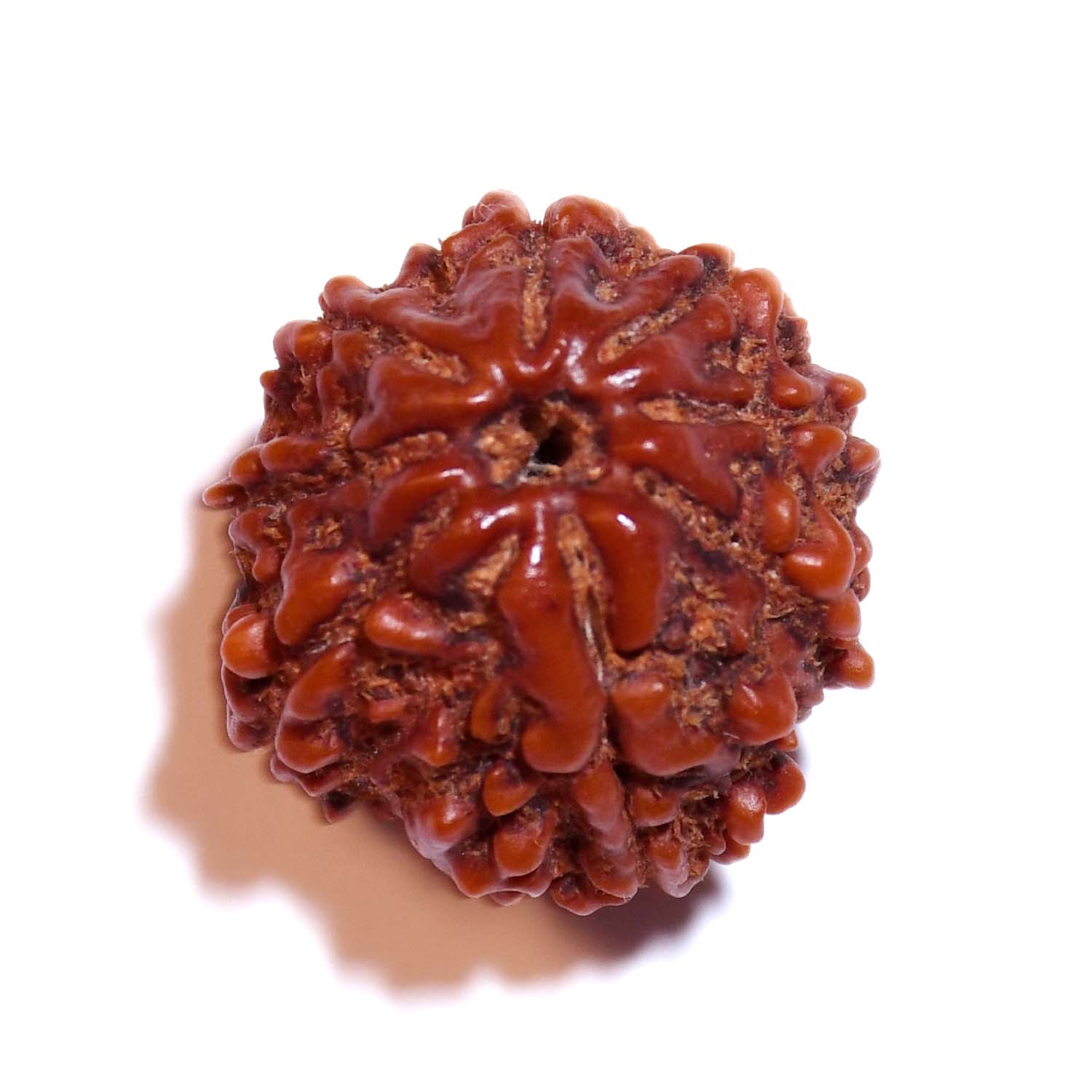 Natural 8 Mukhi/Faced Rudraksha