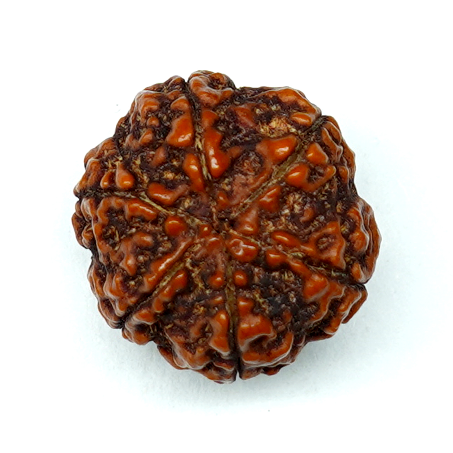 Natural 6 Mukhi/Faced Rudraksha