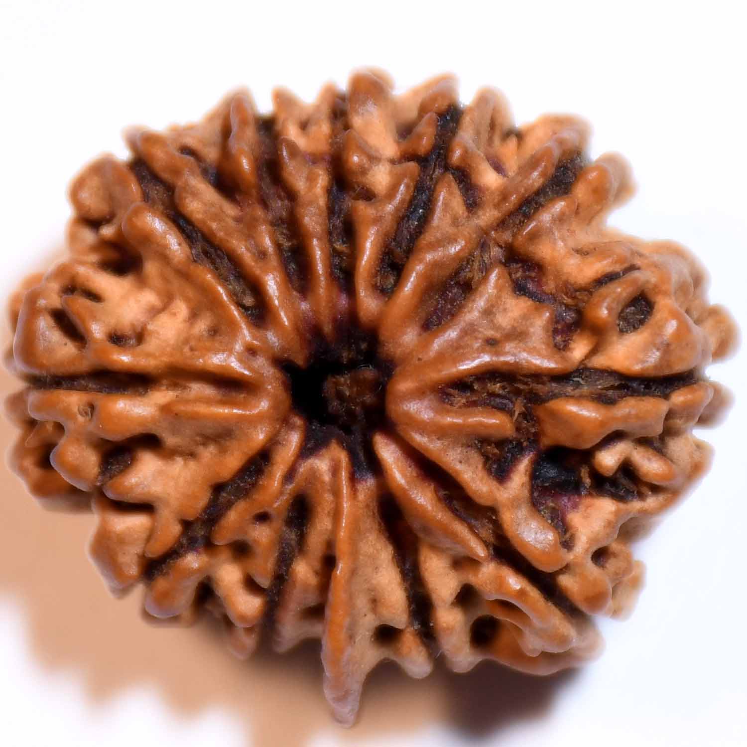 Natural 12 Mukhi/Faced Ganesh Rudraksha