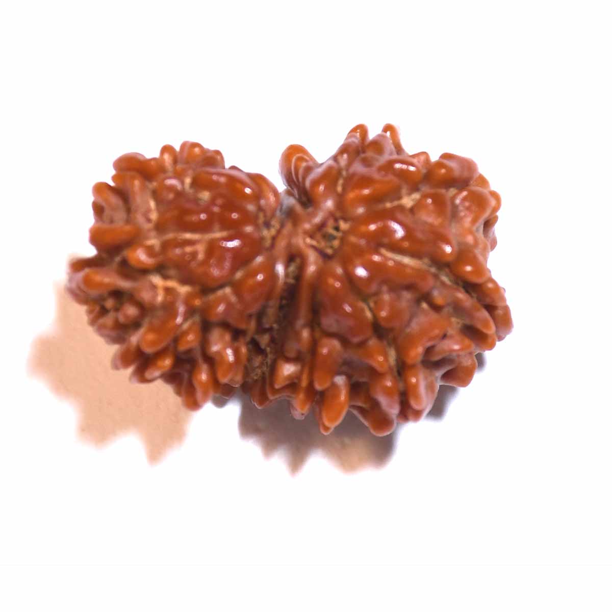 Natural Gauri Shankar Ganesh Rudraksha