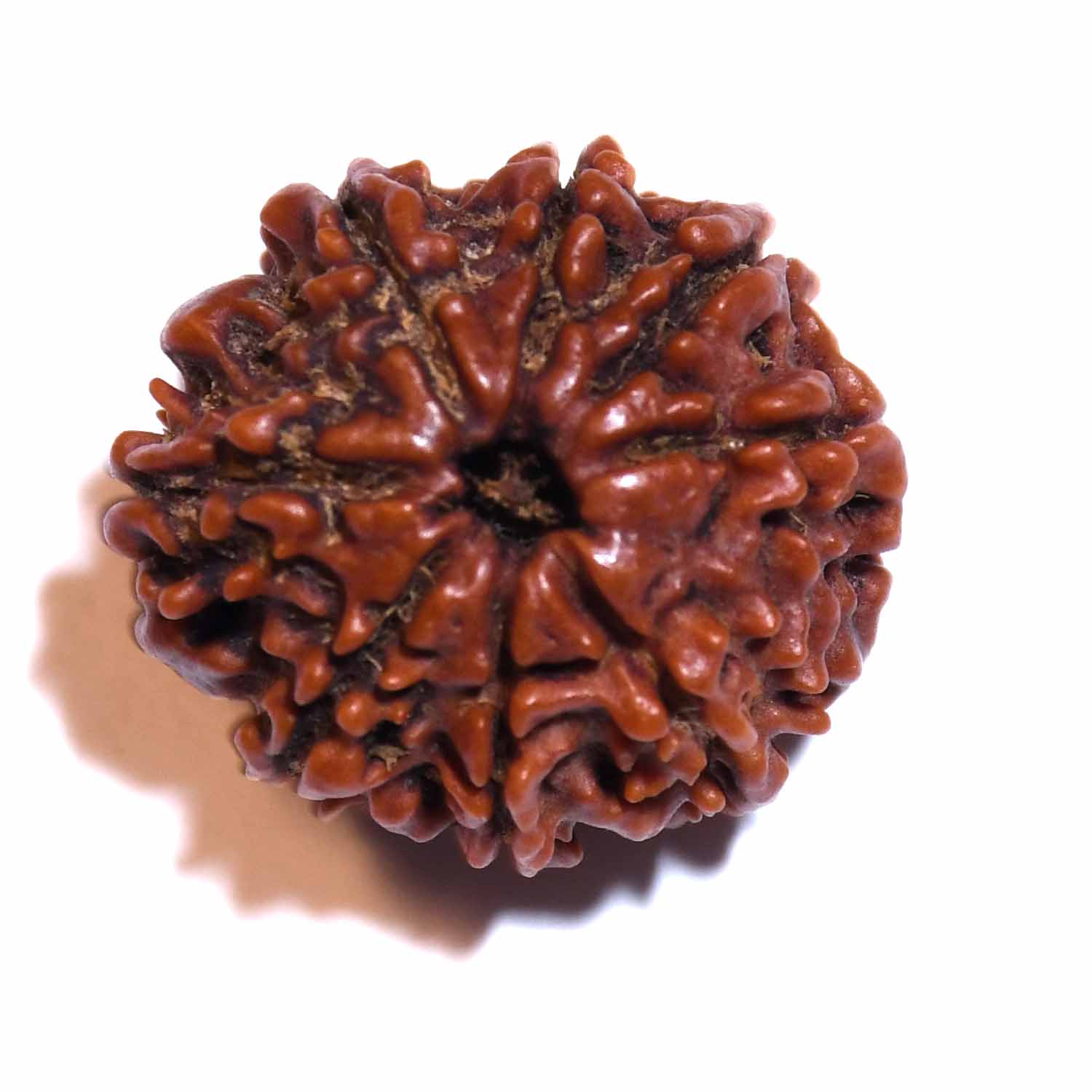Natural 8 Mukhi/Faced Rudraksha