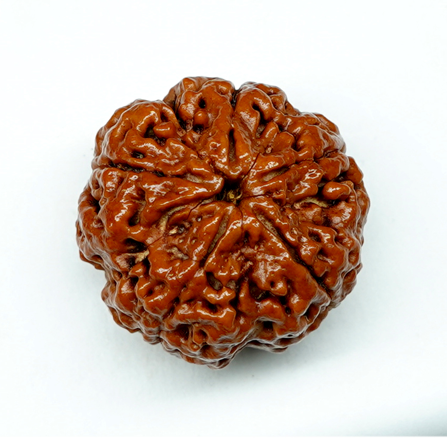 Natural 5 Mukhi/Faced Rudraksha