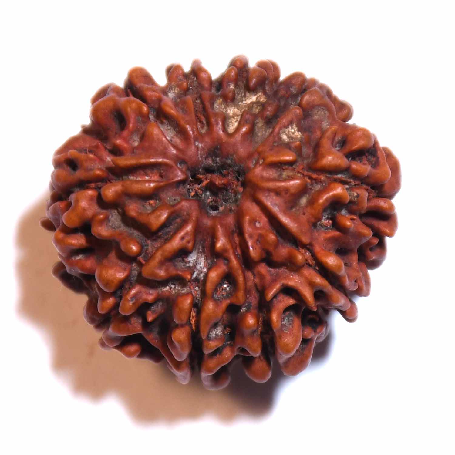 Natural 10 Mukhi/Faced Rudraksha