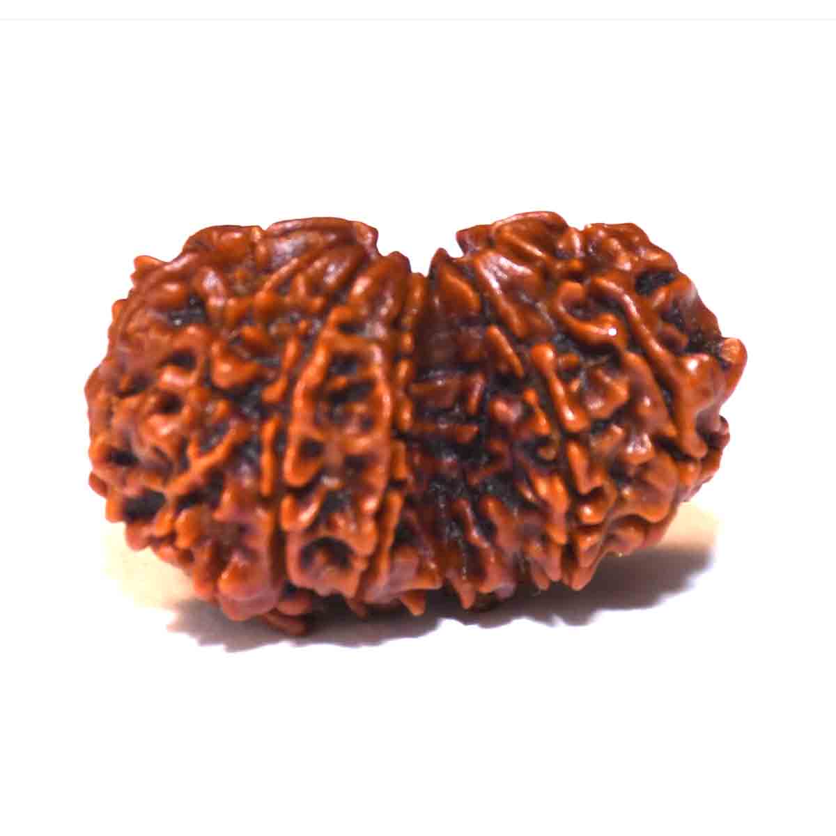 Natural Gauri Shankar Rudraksha