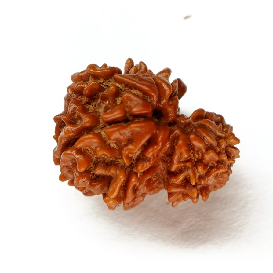 Natural Garbh Gauri Ganesh Rudraksha