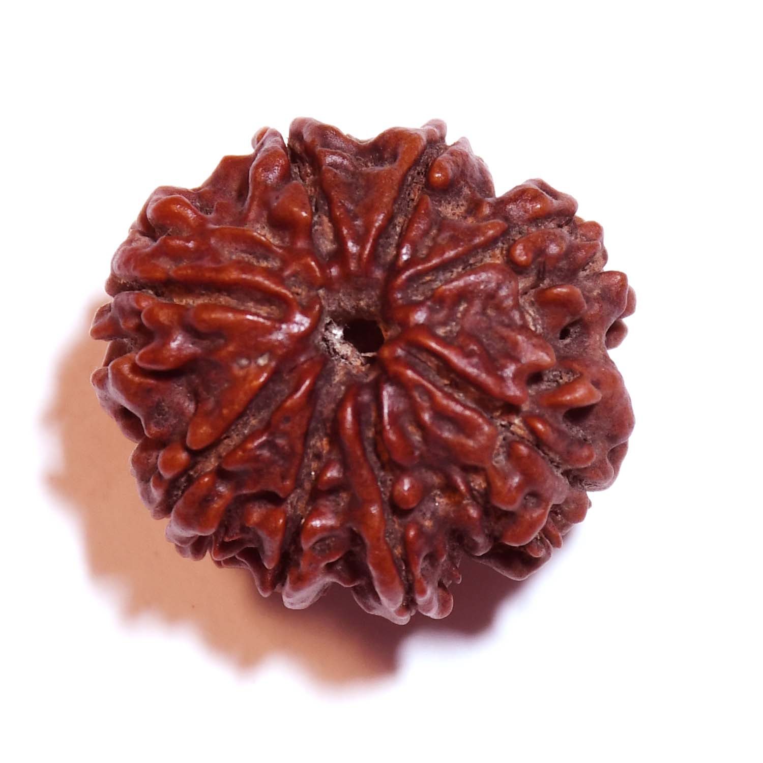 Natural 8 Mukhi/Faced Rudraksha
