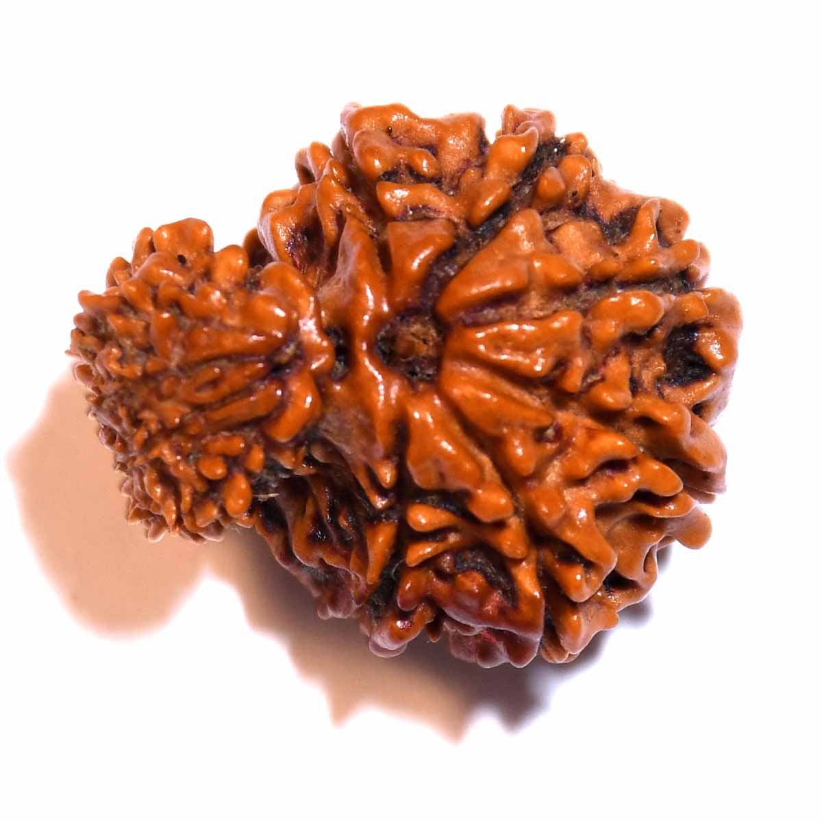 Natural Garbh Gauri Rudraksha