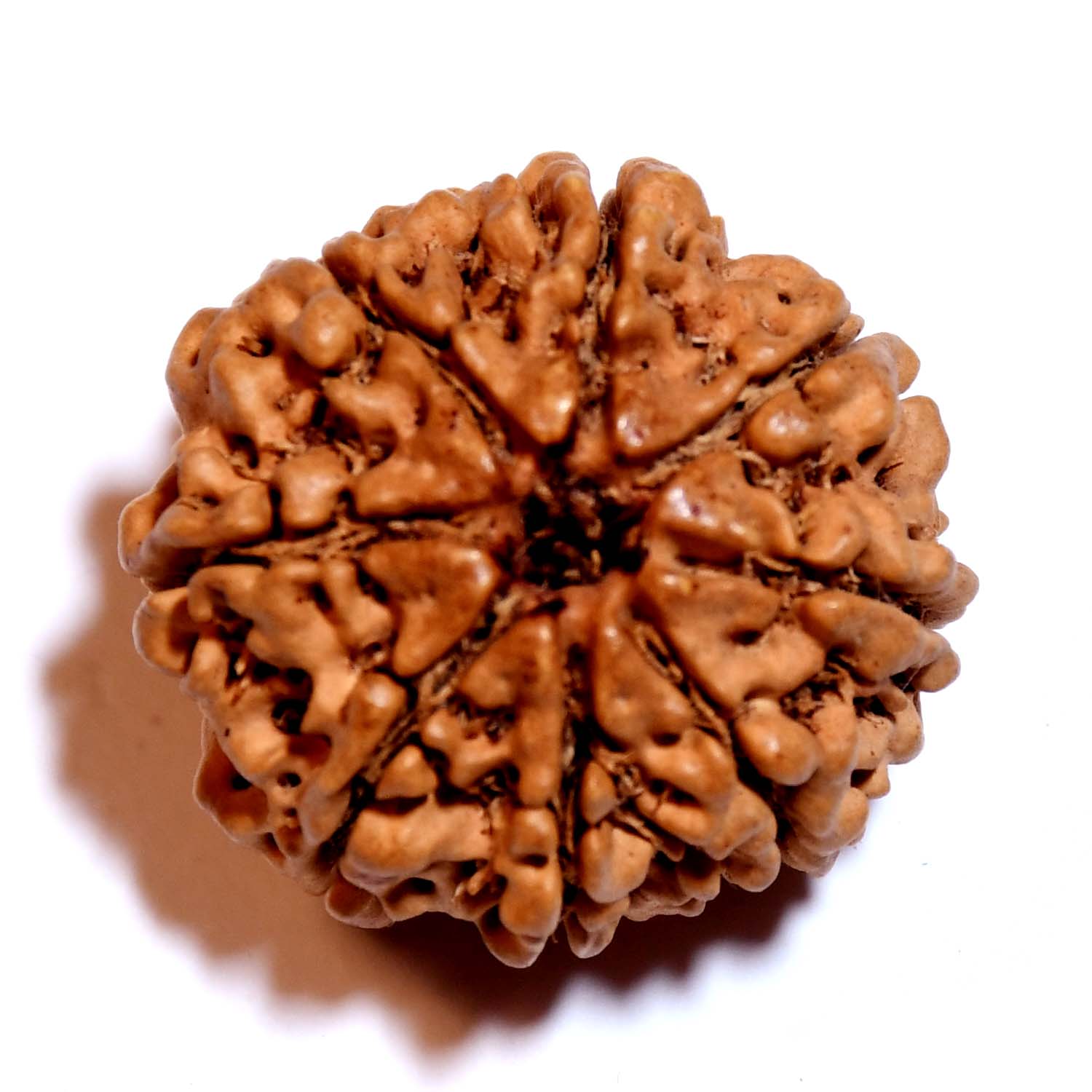 Natural 8 Mukhi/Faced Rudraksha