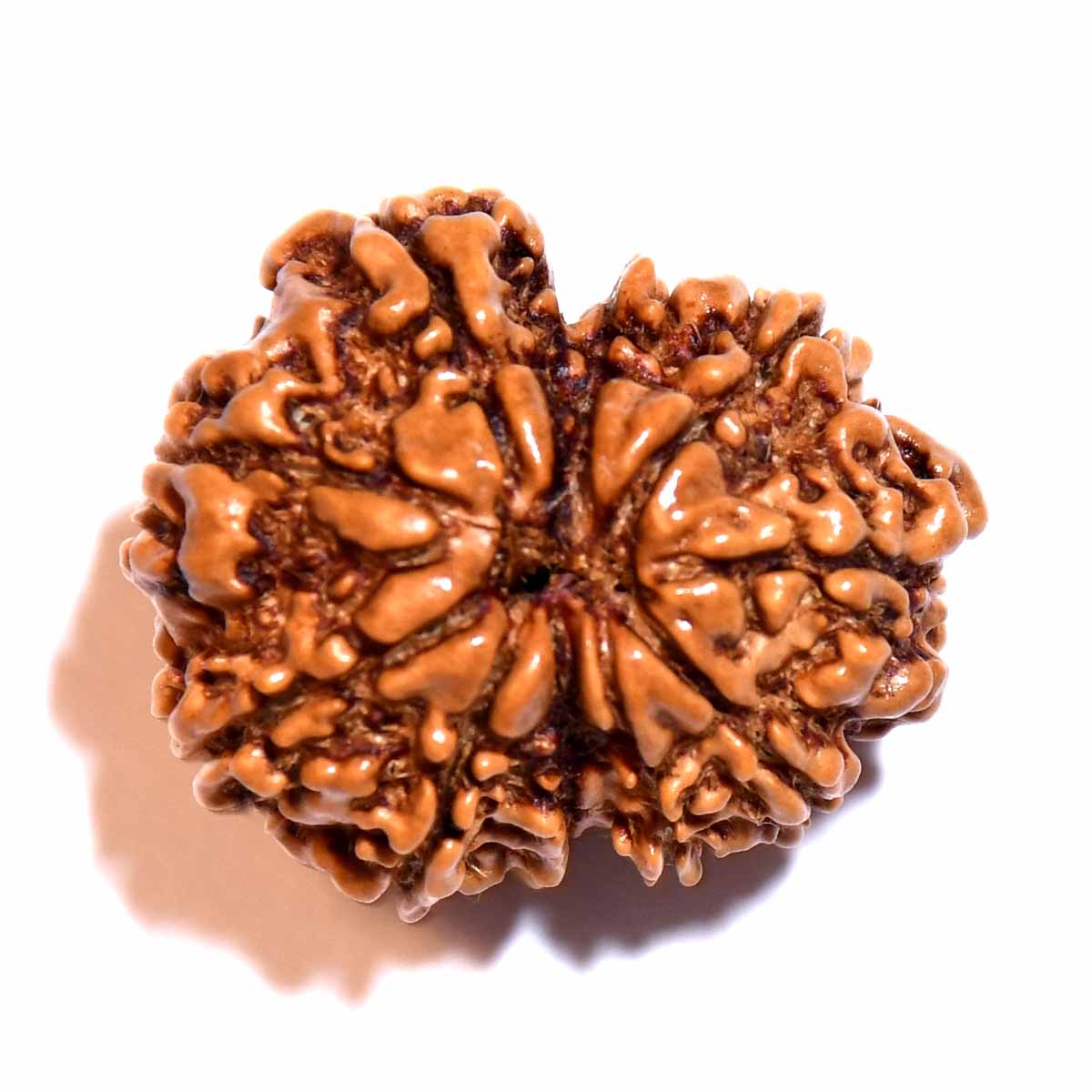 Natural Gauri Shankar Ganesh Rudraksha