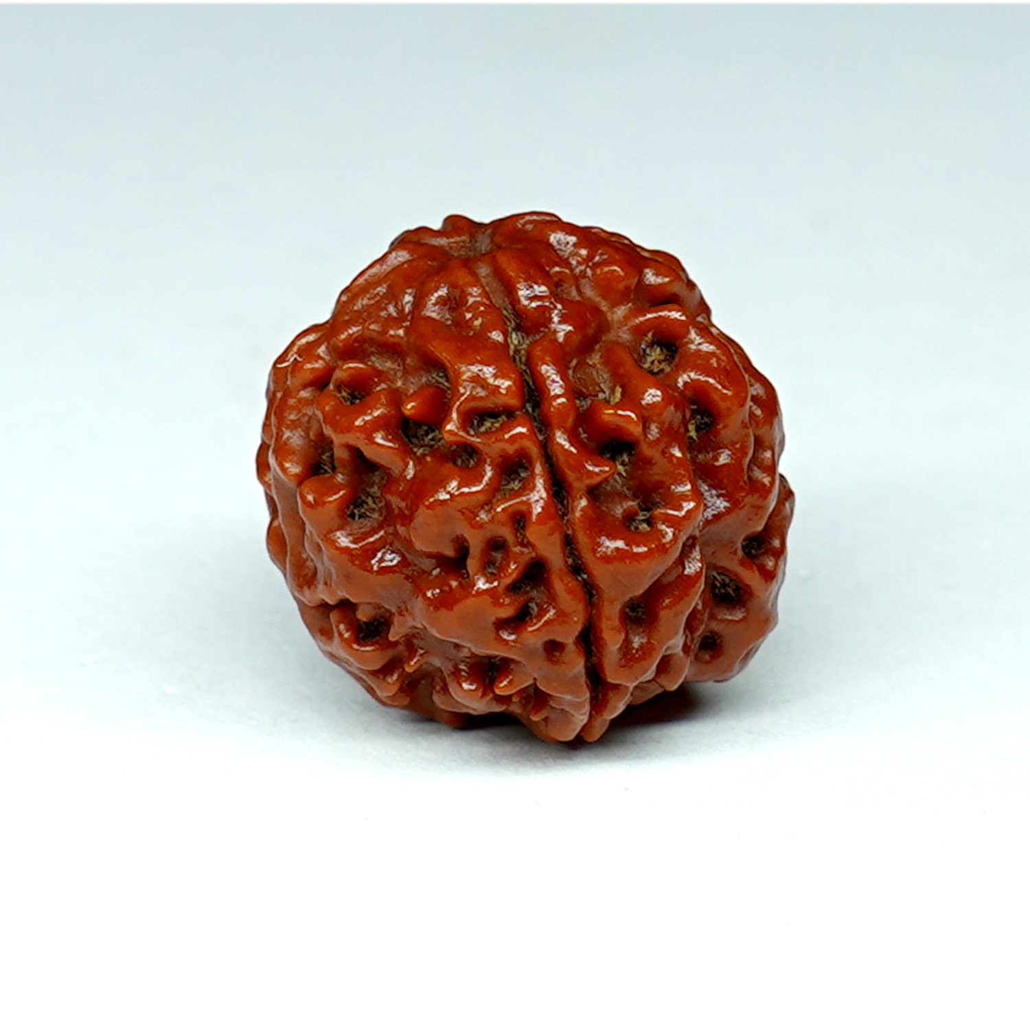 Natural 4 Mukhi/Faced Rudraksha