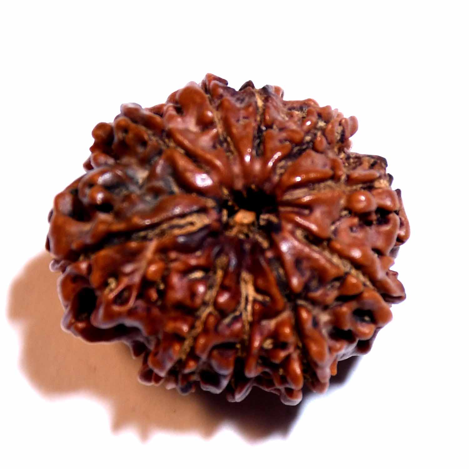 Natural 10 Mukhi/Faced Rudraksha