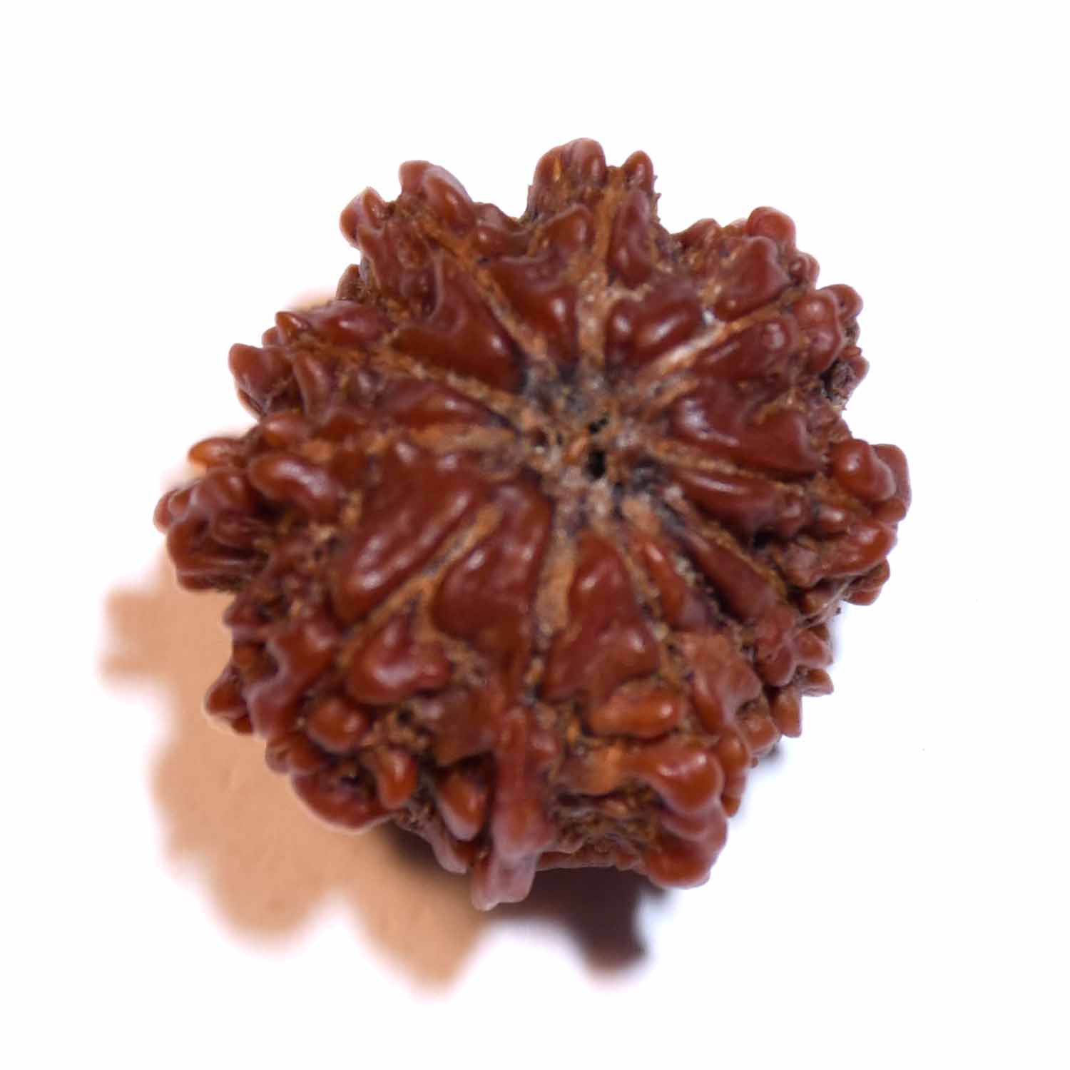 Natural 11 Mukhi/Faced Rudraksha