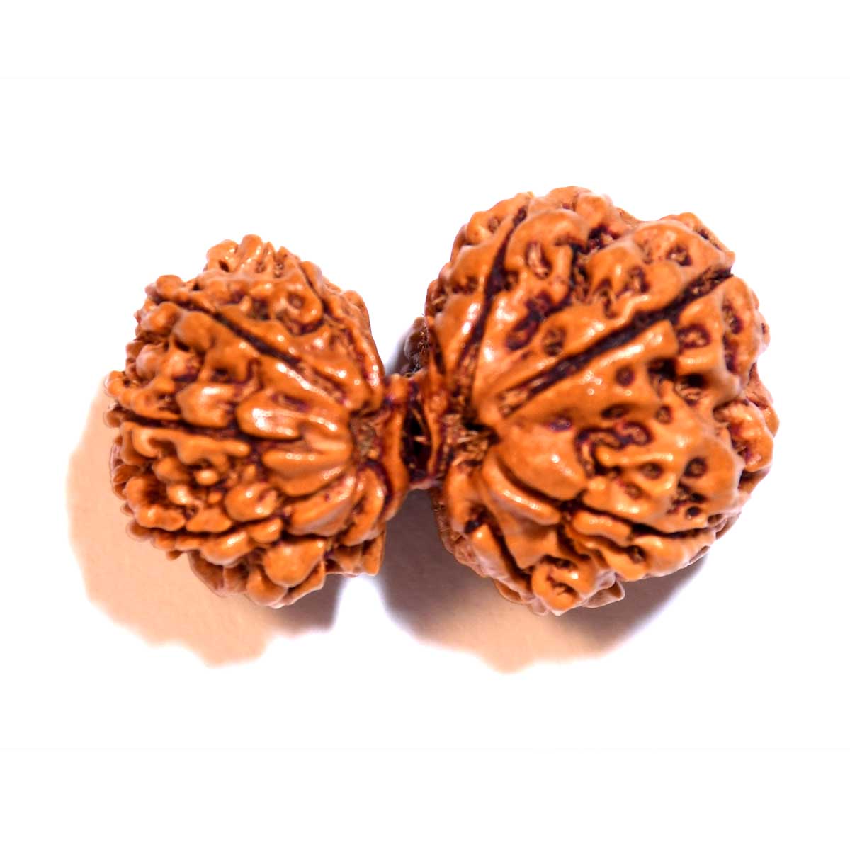 Natural Gauri Shankar Rudraksha