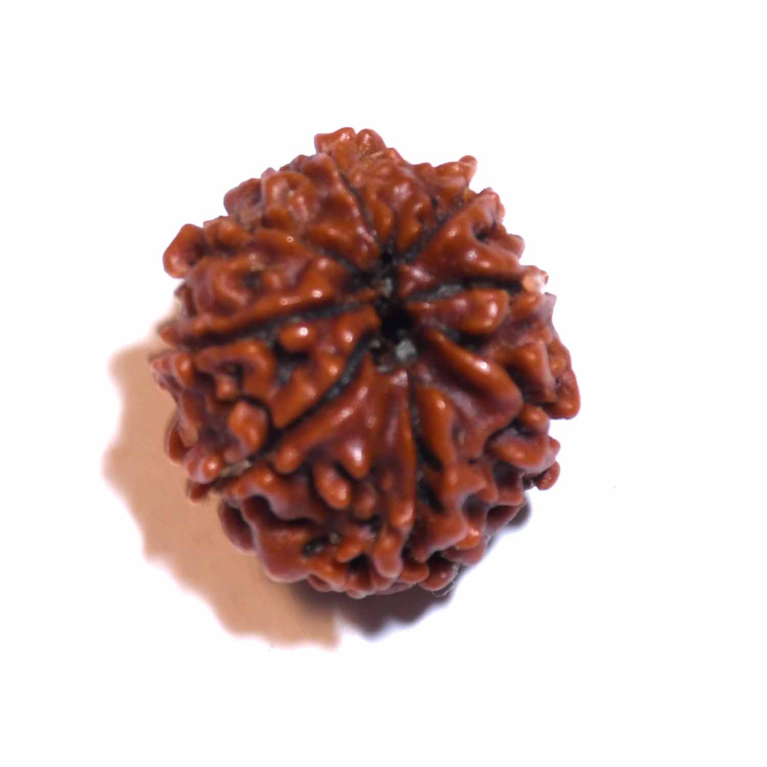 Natural 8 Mukhi/Faced Rudraksha