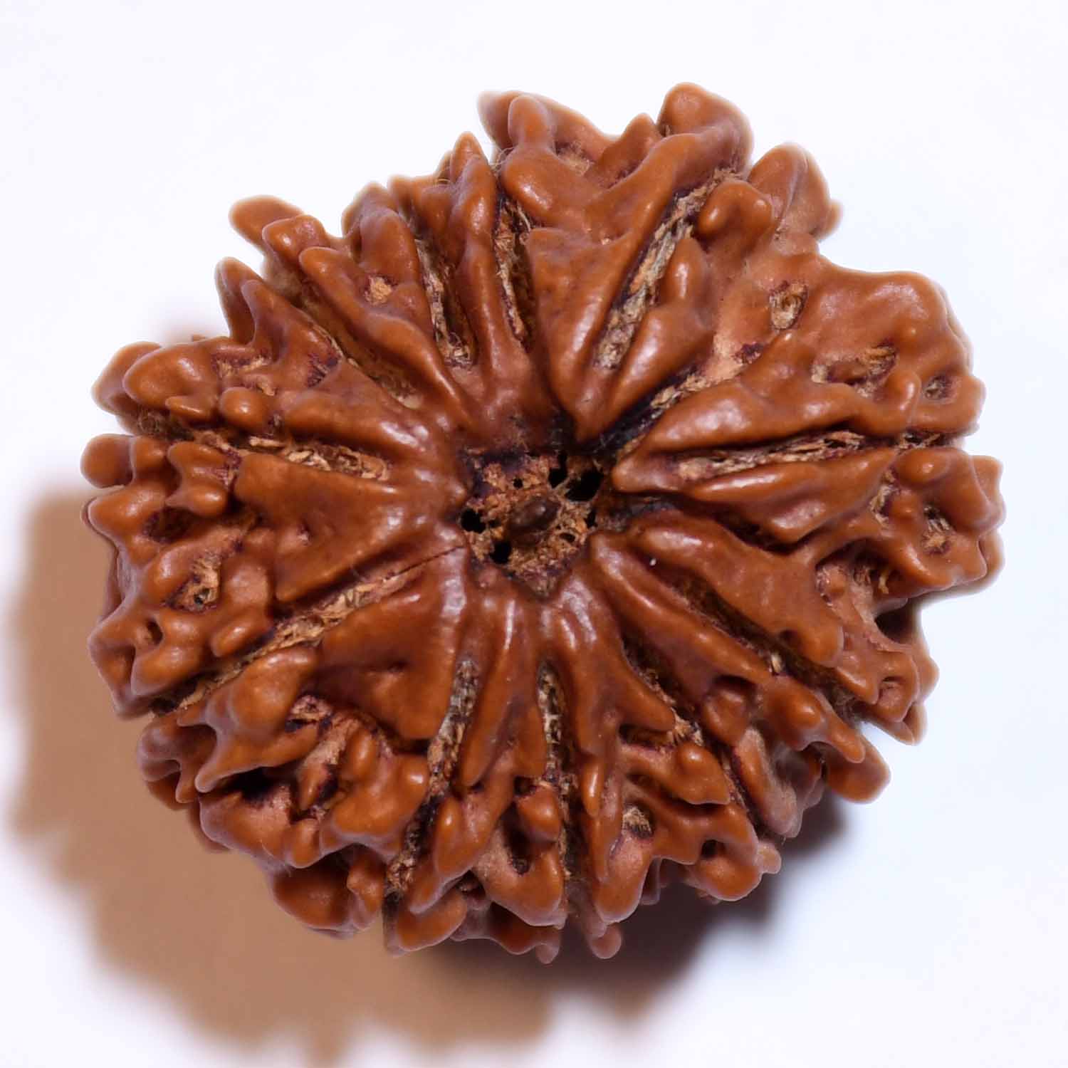 Natural 11 Mukhi/Faced Rudraksha
