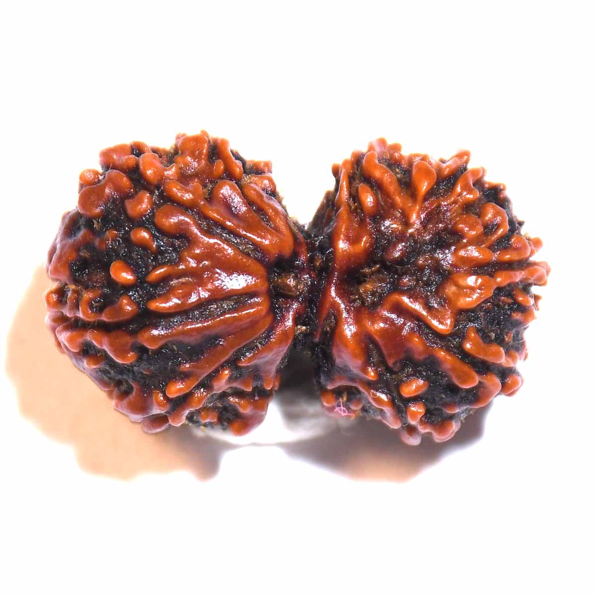 Natural Gauri Shankar Ganesh Rudraksha