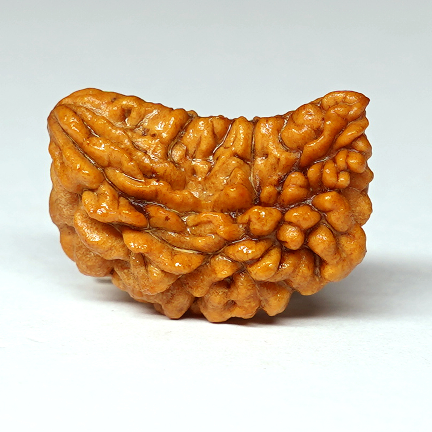 Natural 1 Mukhi/Faced Rudraksha (Kaju)