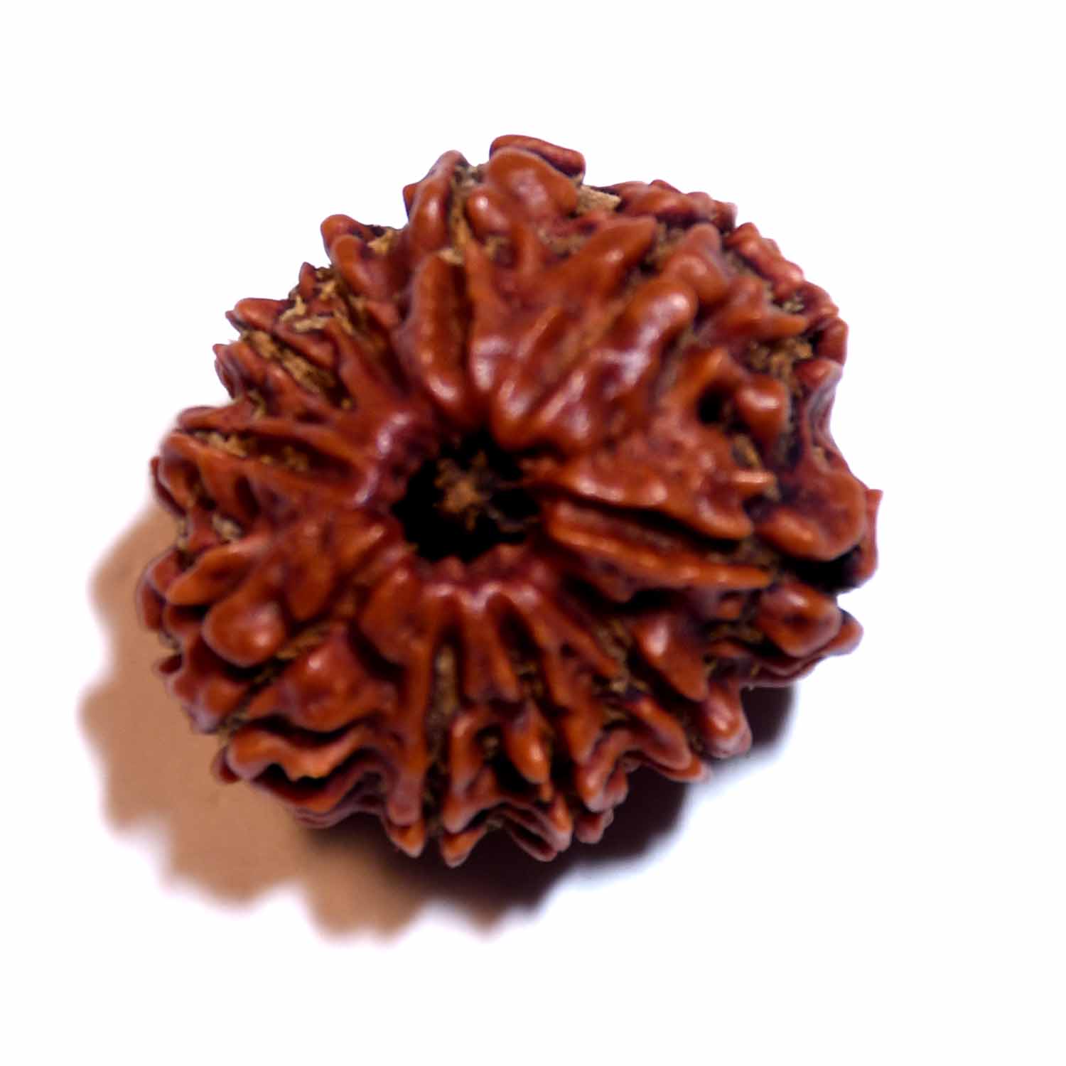 Natural 10 Mukhi/Faced Ganesh Rudraksha