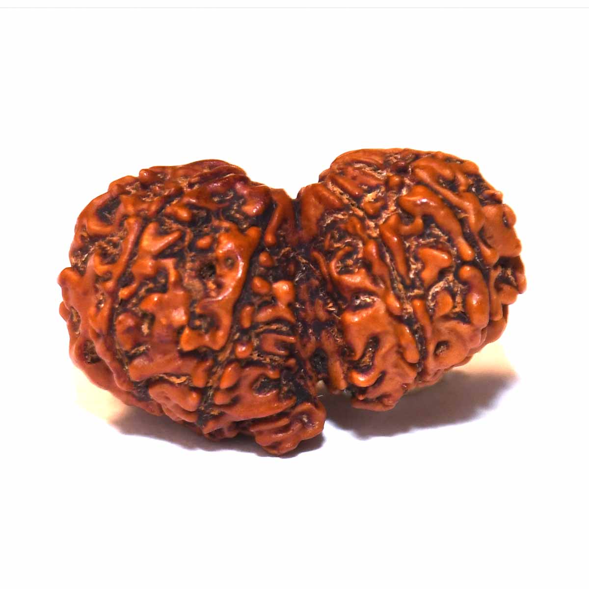 Natural Gauri Shankar Ganesh Rudraksha