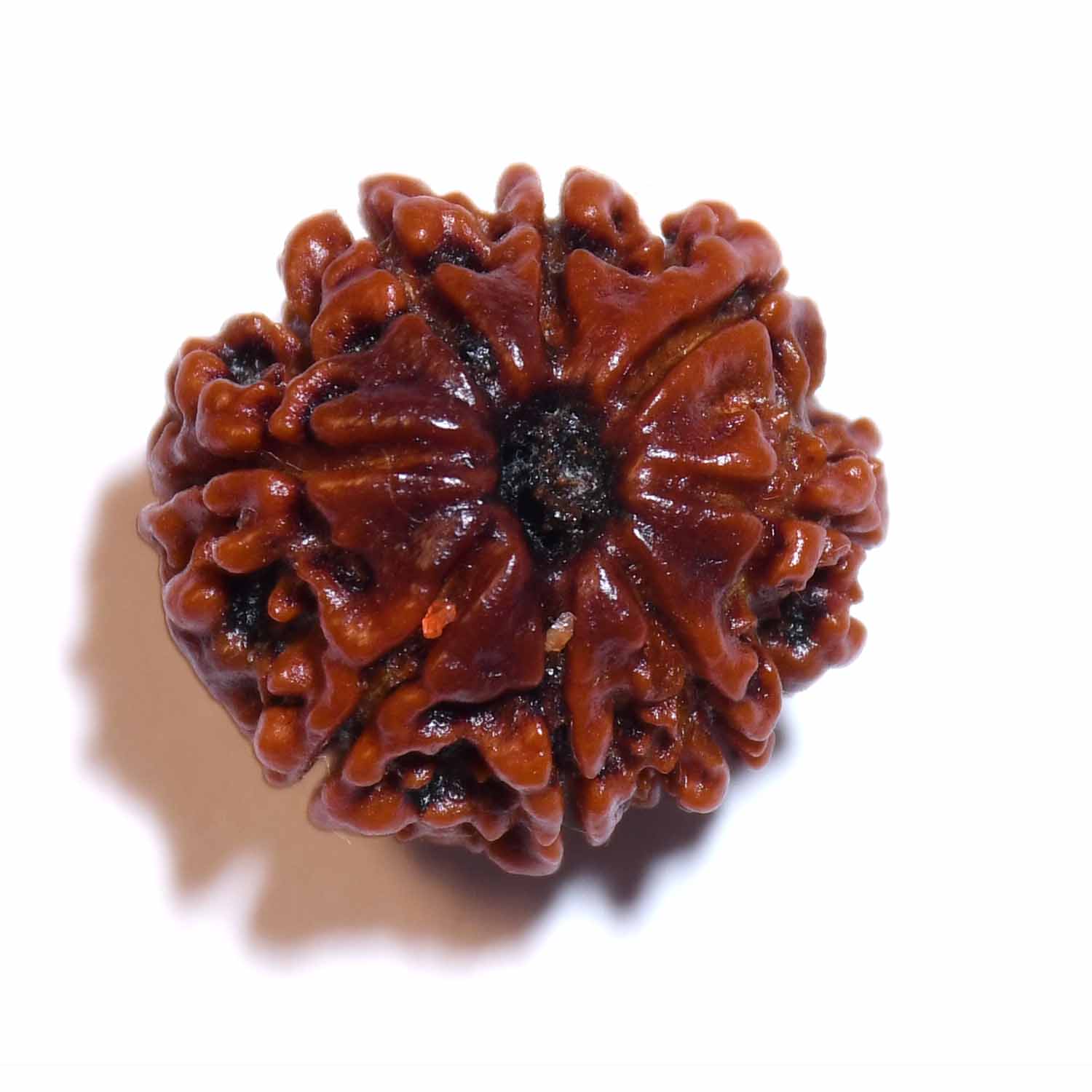 Natural 8 Mukhi/Faced Rudraksha