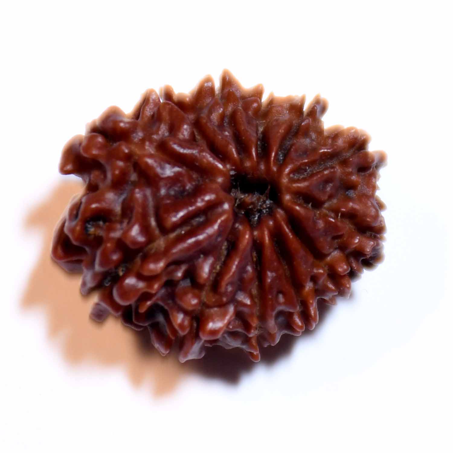 Natural 12 Mukhi/Faced Rudraksha