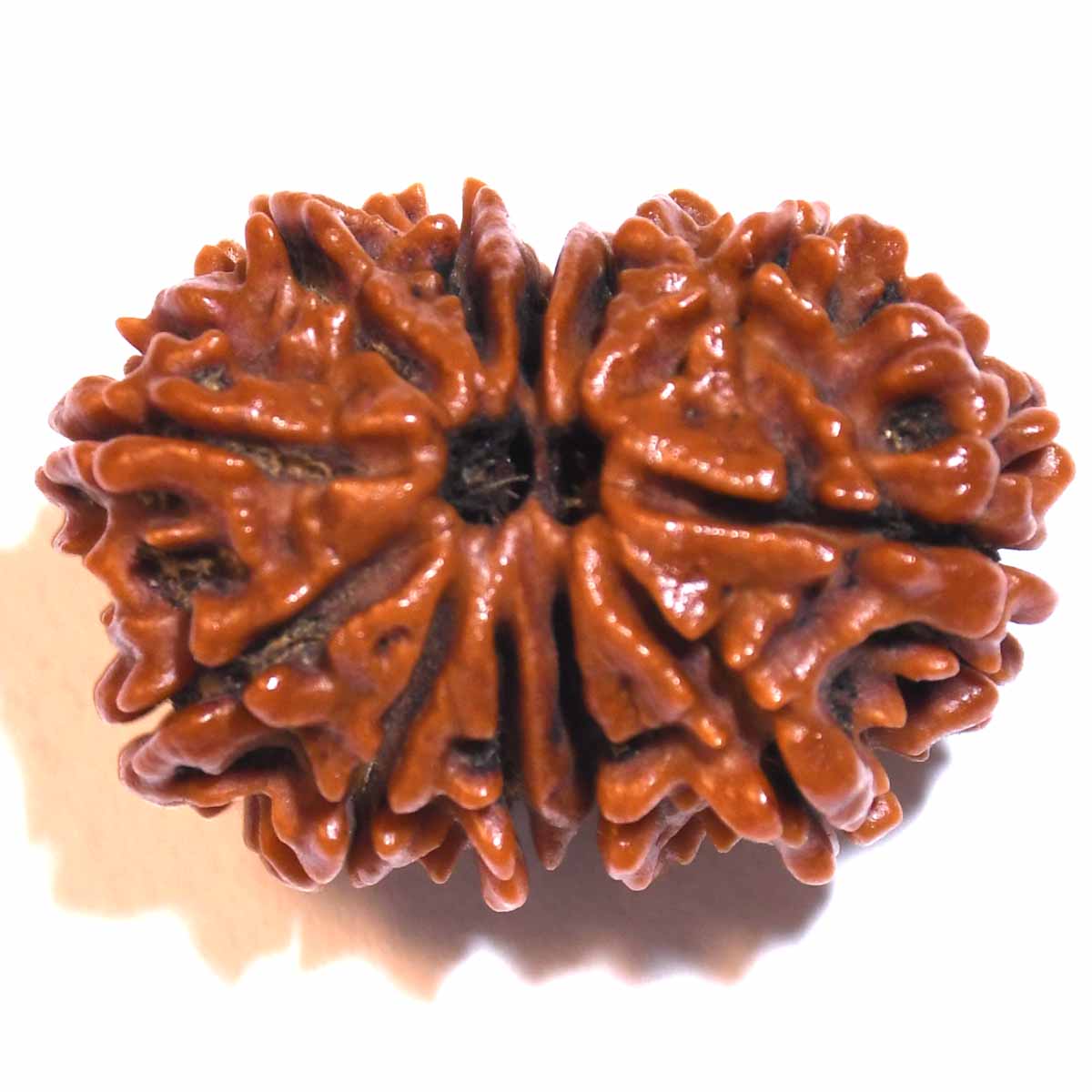 Natural Gauri Shankar Ganesh Rudraksha