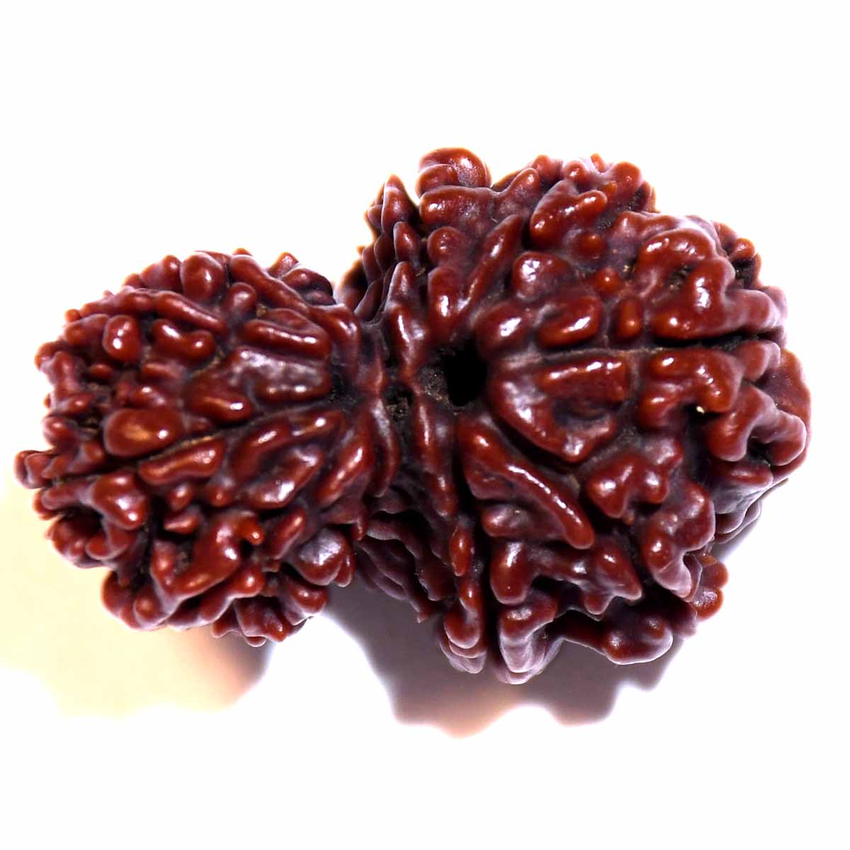 Natural Garbh Gauri Rudraksha