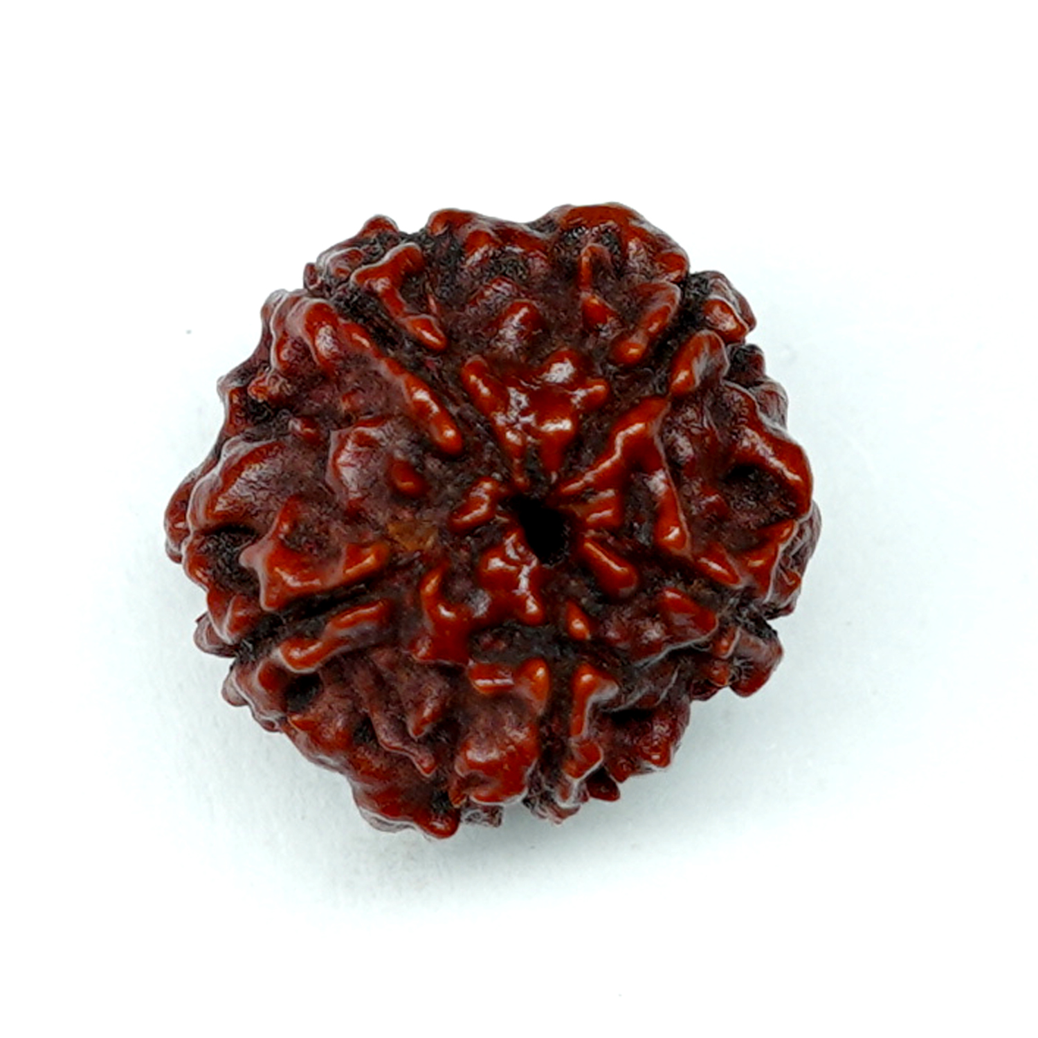 Natural 5 Mukhi/Faced Rudraksha
