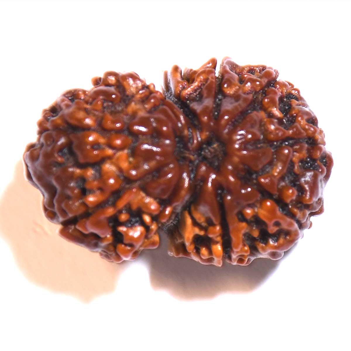 Natural Gauri Shankar Rudraksha
