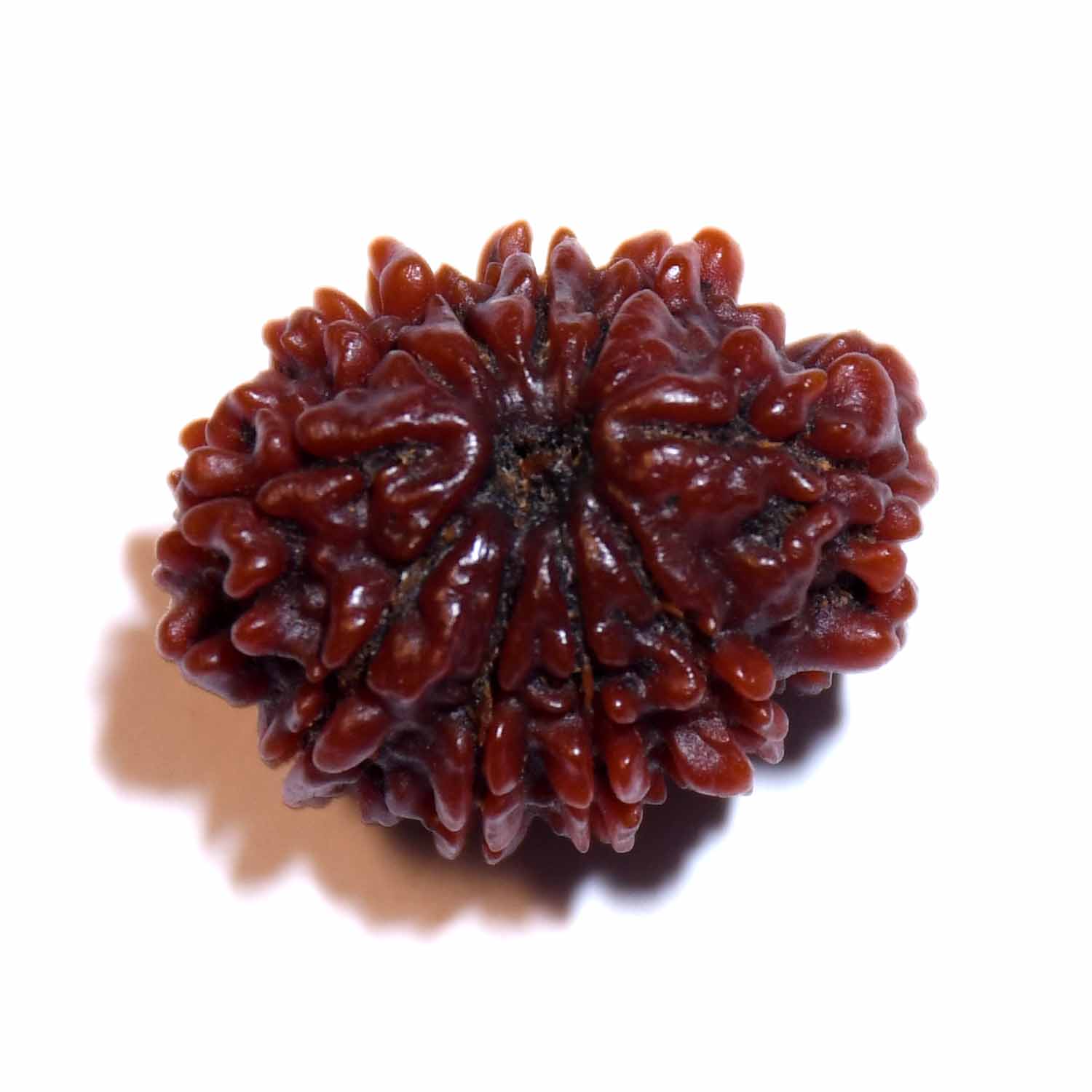 Natural 10 Mukhi/Faced Rudraksha