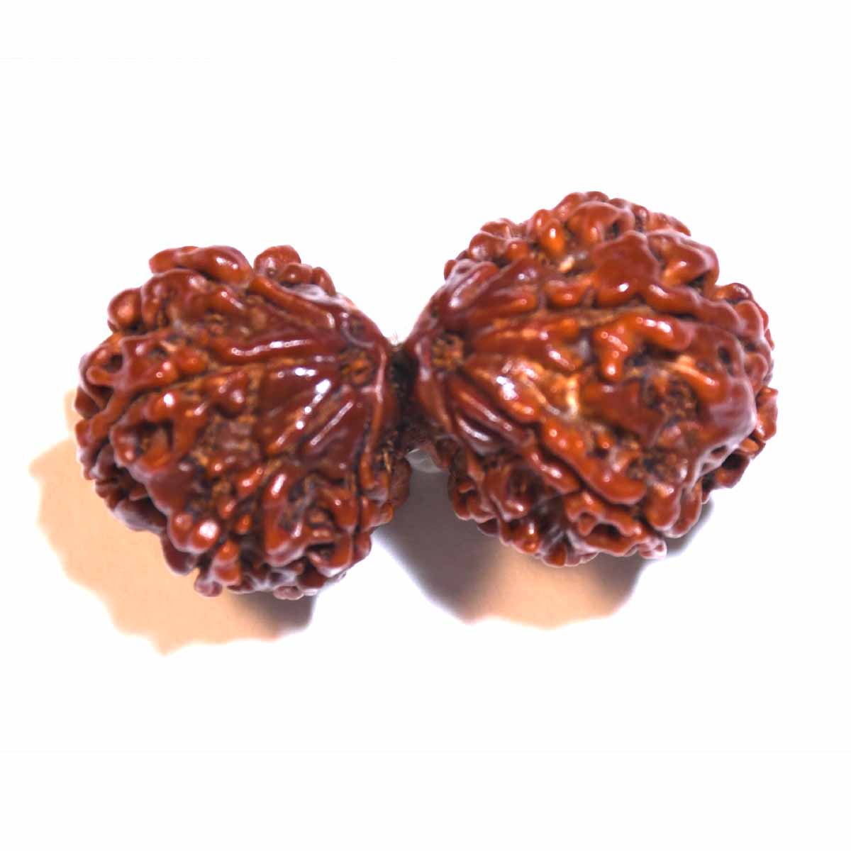 Natural Gauri Shankar Ganesh Rudraksha