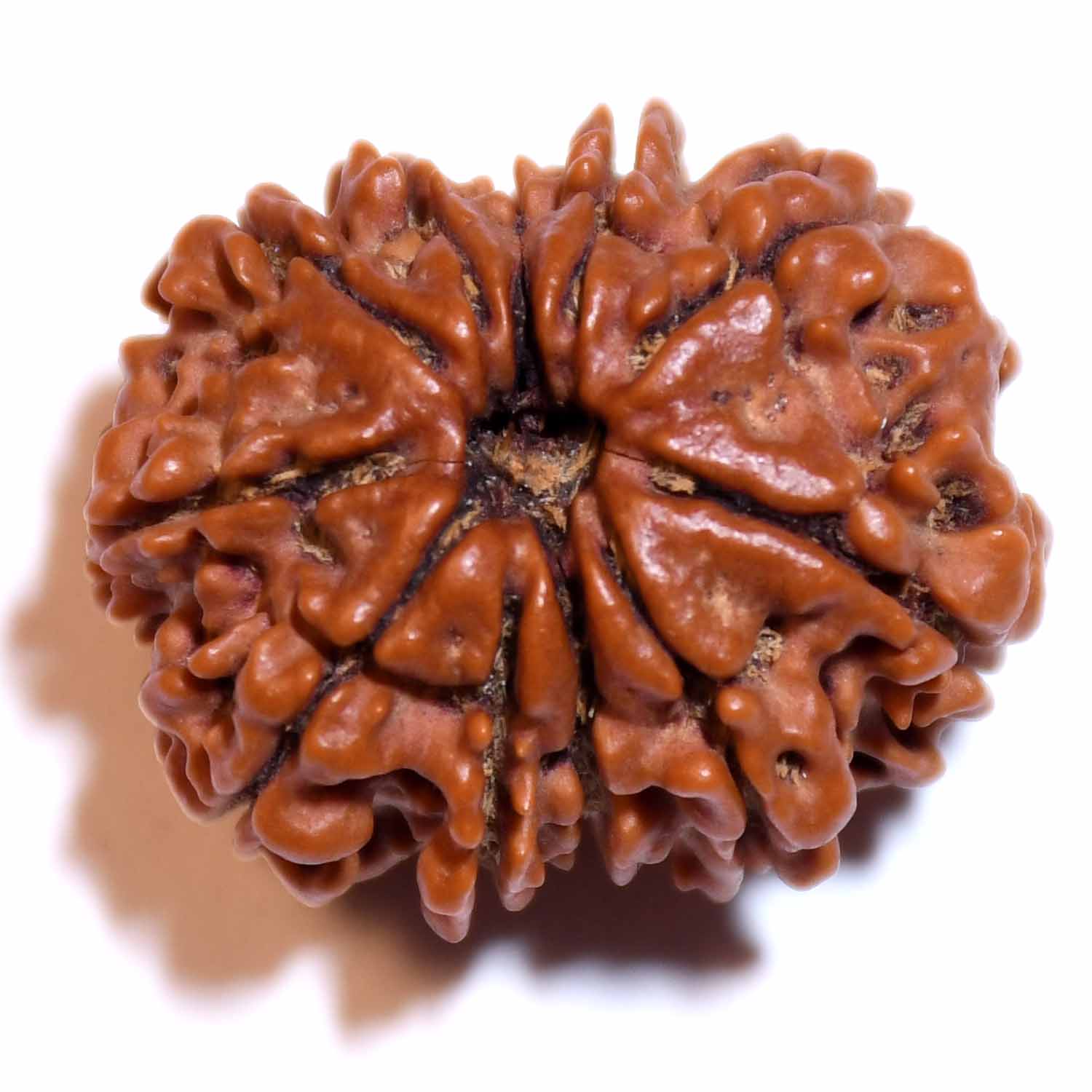 Natural 11 Mukhi/Faced Rudraksha