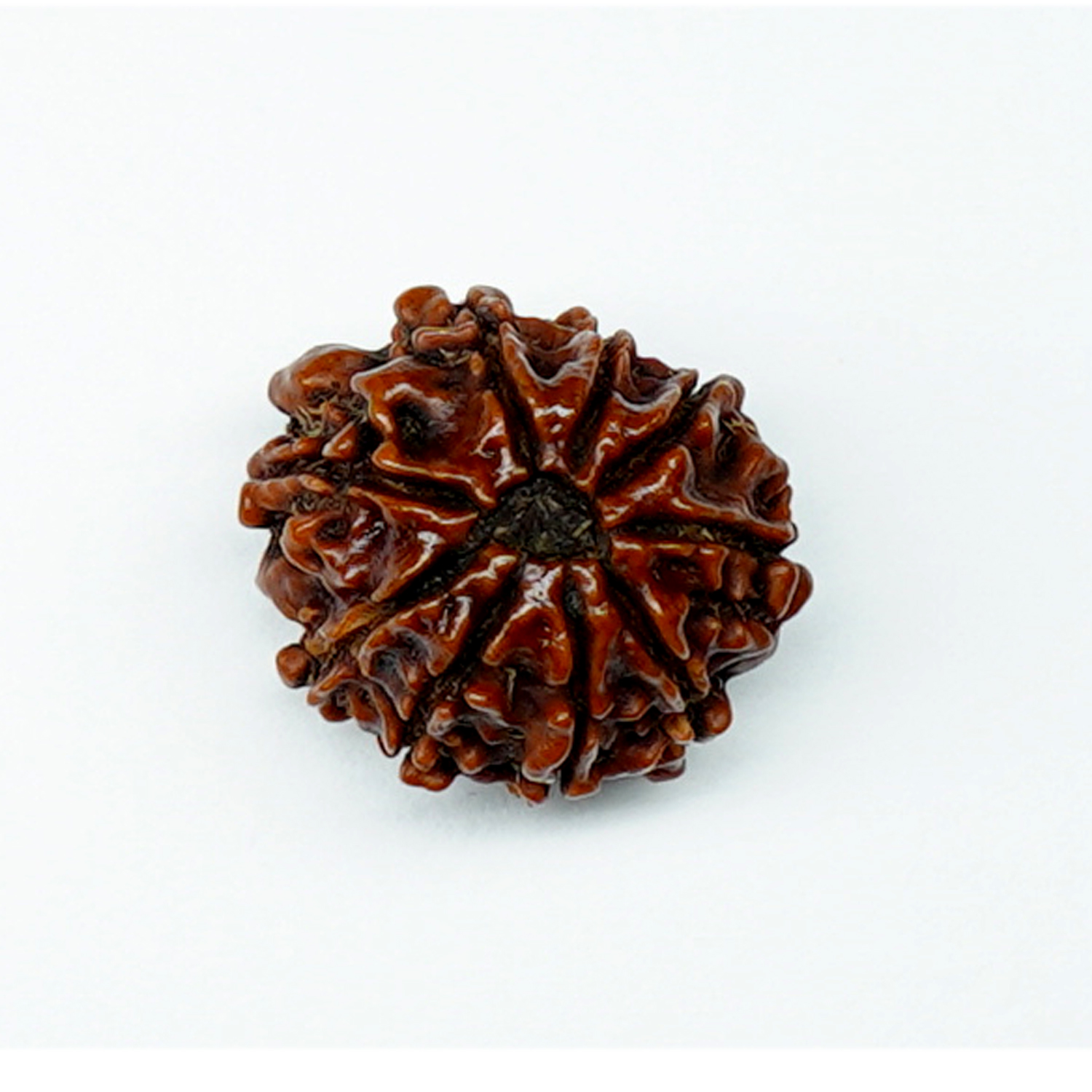 Natural 9 Mukhi/Faced Rudraksha
