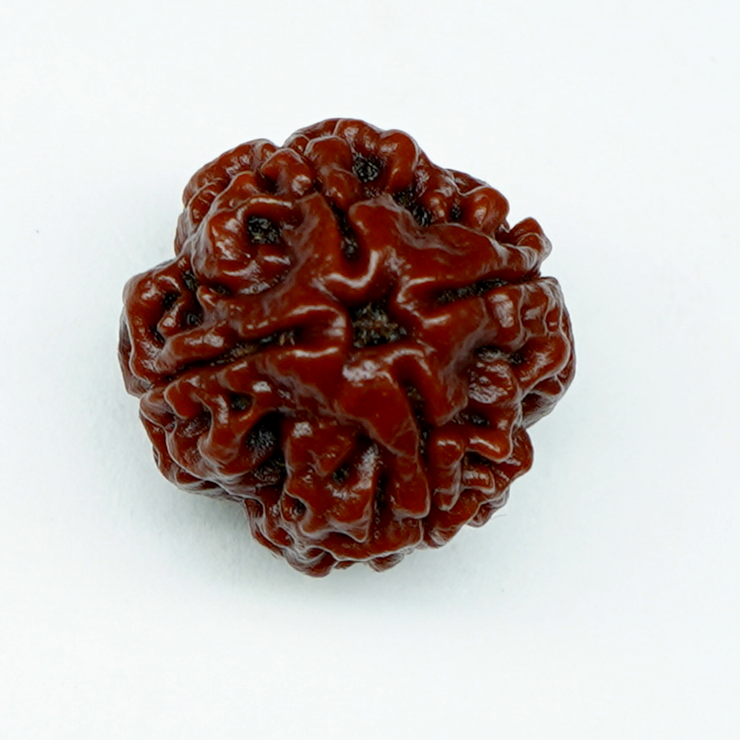 Natural 4 Mukhi/Faced Rudraksha