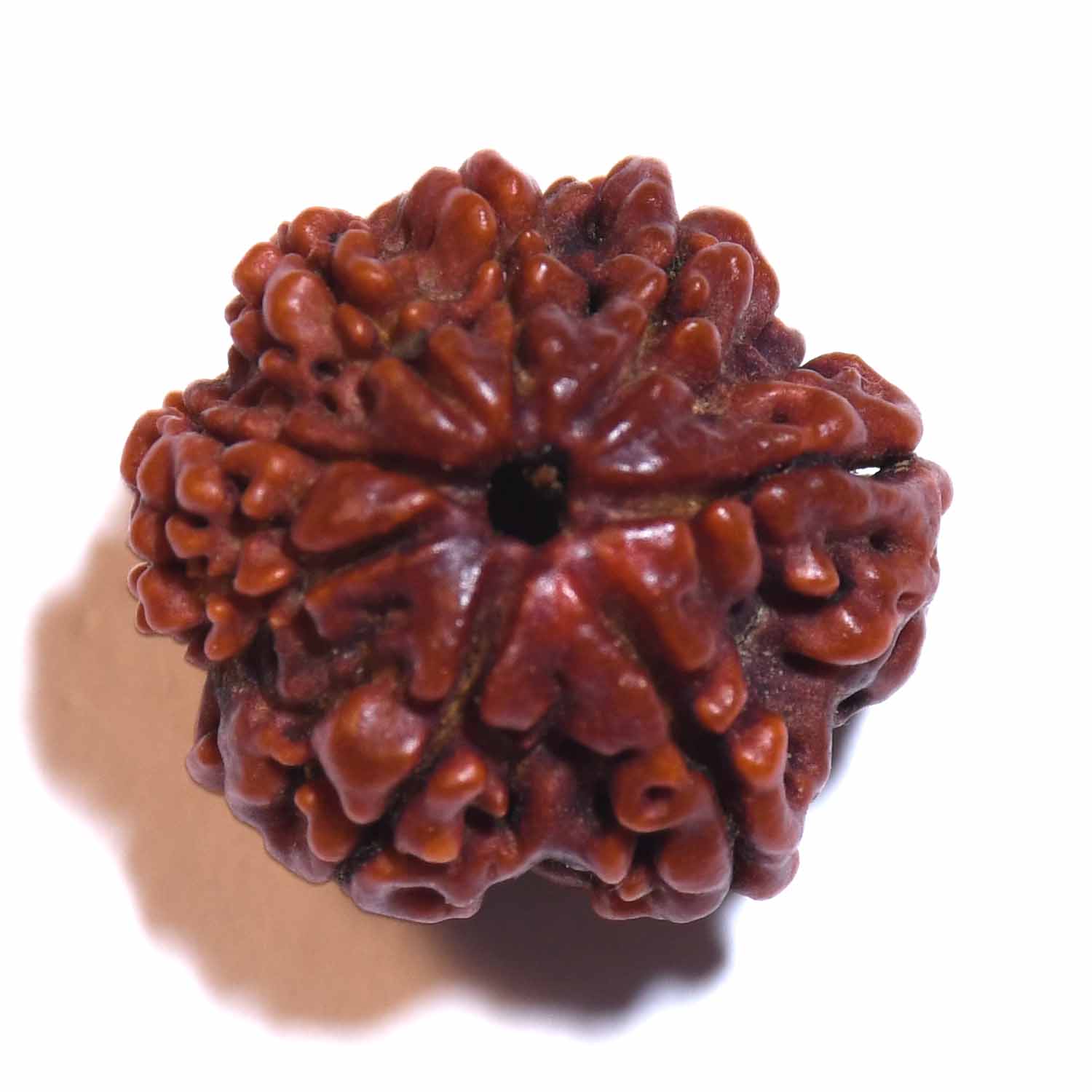Natural 8 Mukhi/Faced Rudraksha