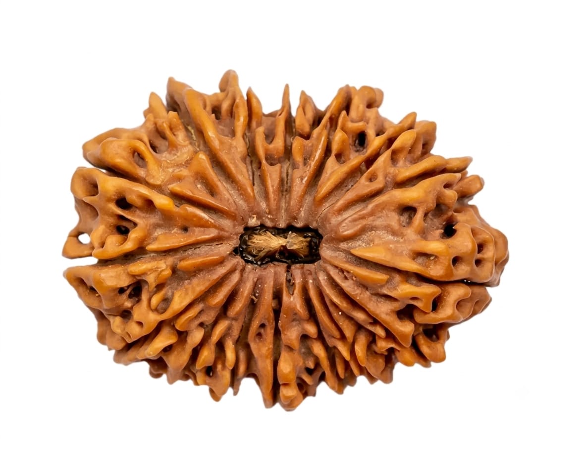 Natural 16 Mukhi/Faced Rudraksha