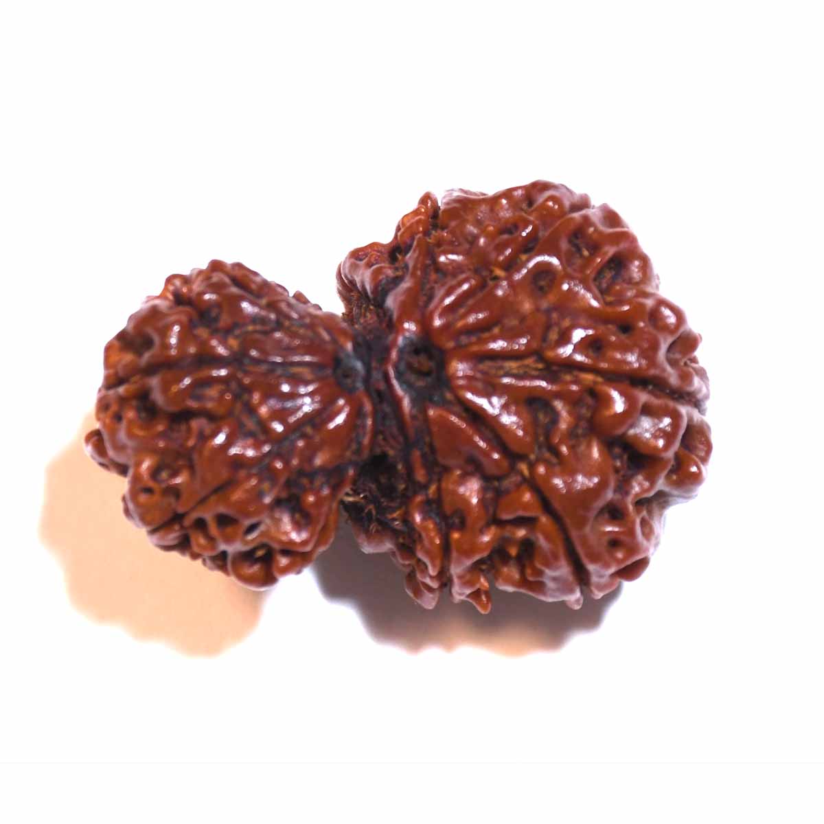 Natural Gauri Shankar Ganesh Rudraksha