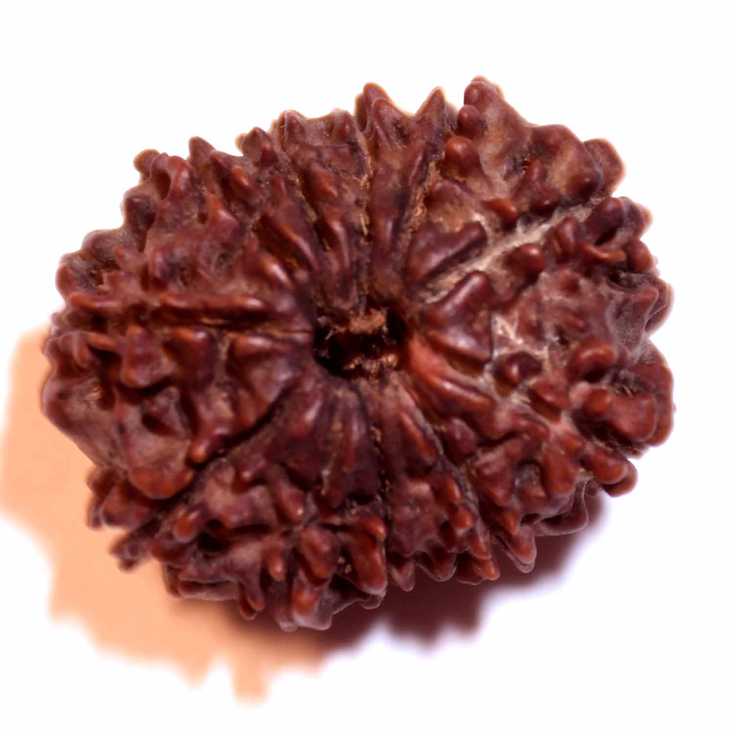 Natural 11 Mukhi/Faced Rudraksha